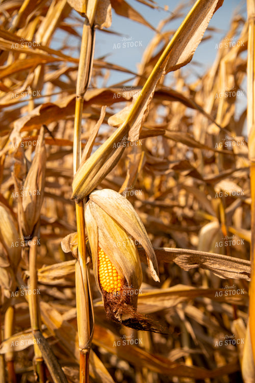 Dried Corn Ear in the Field 25535