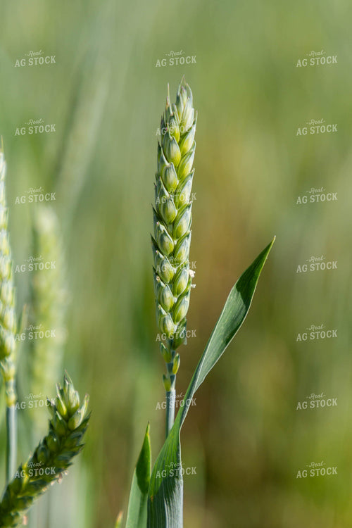 Growing Wheat 79273