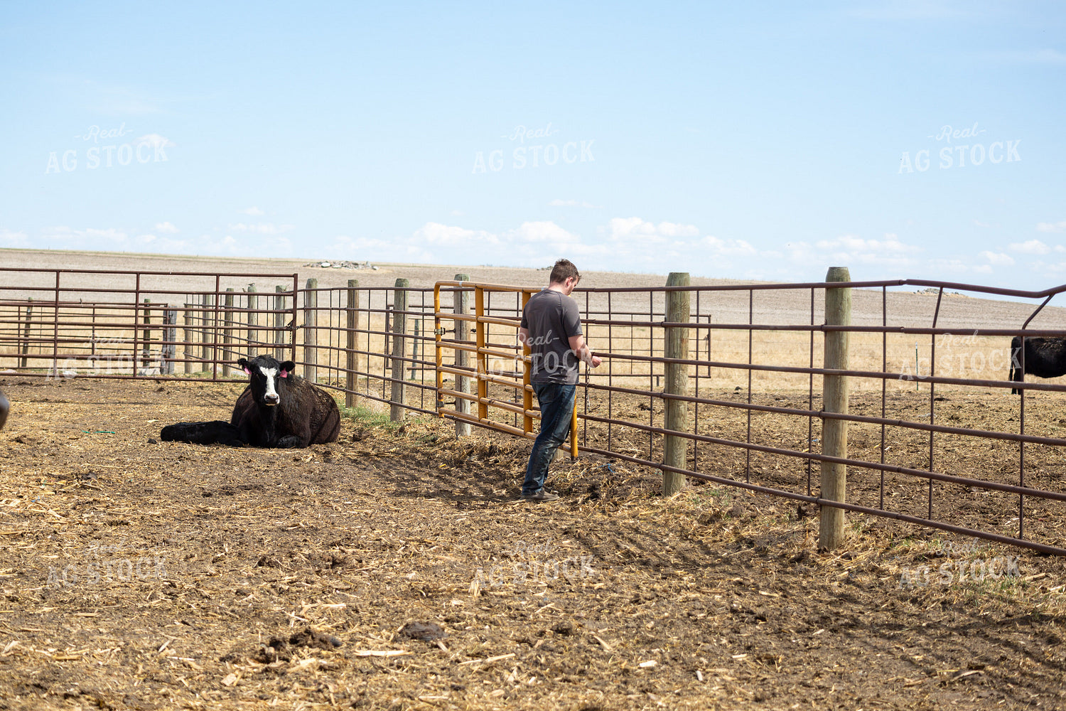 Farmer Checking Cow Calf Pairs 155401