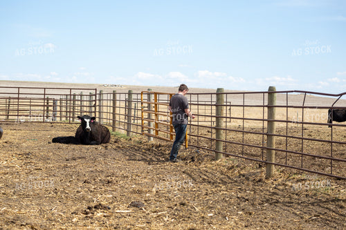 Farmer Checking Cow Calf Pairs 155401