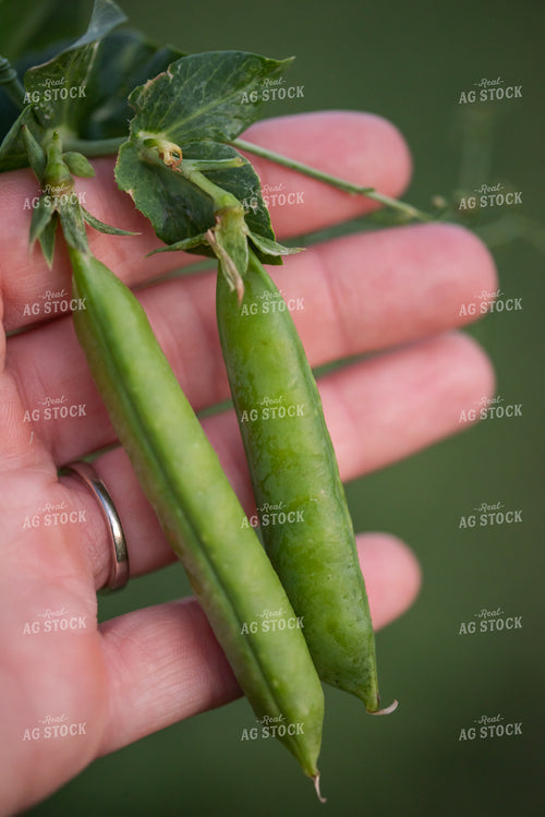 Two Pea Pods in Hands 76166