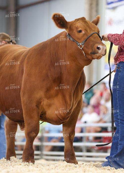 Showing Cattle 160106