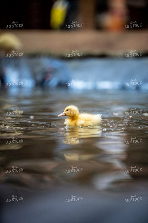 Duckling 197031