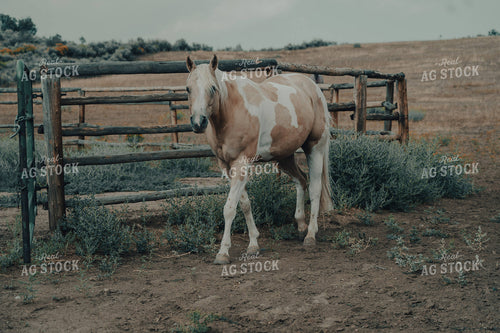 Ranch Horse 58168