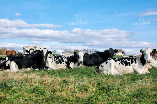 Cattle on Pasture 145003
