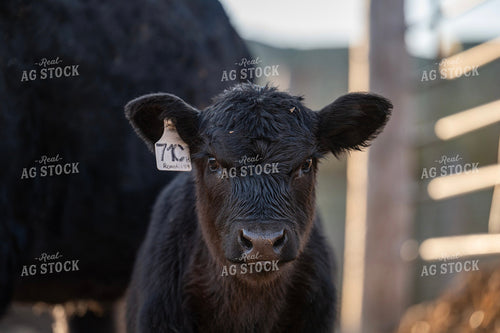 Calf 211012