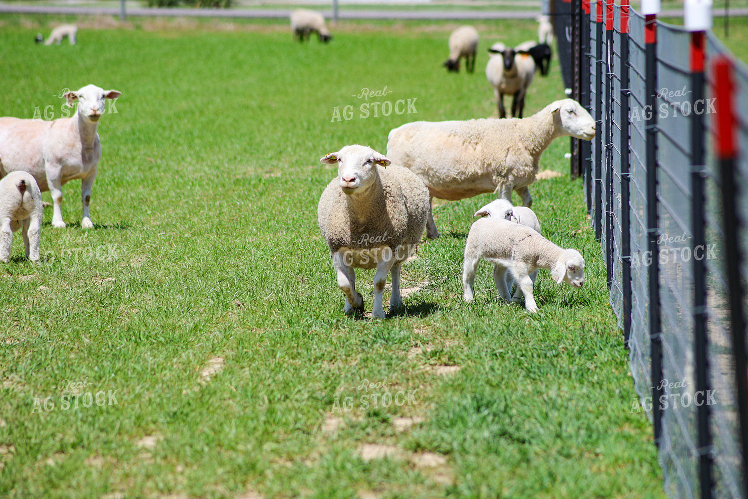 Lambs and Ewes 84273