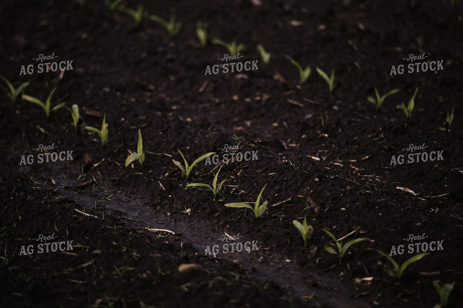 Early Growth Corn 185147