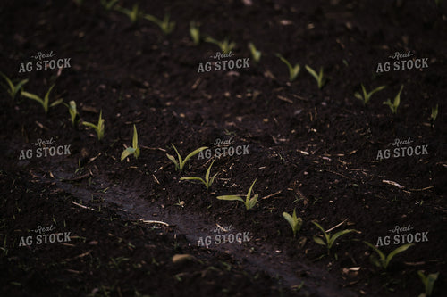 Early Growth Corn 185147