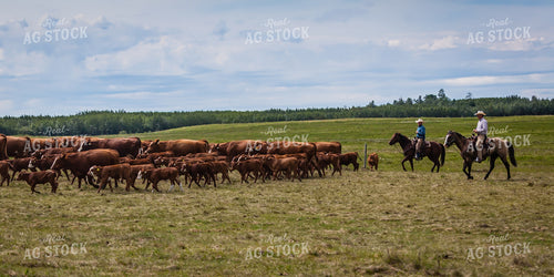 Ranchers Herding Red Angus Cattle on Horseback 138060