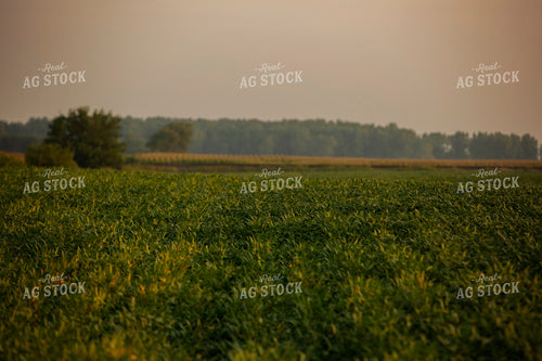 Soybeans - Mid-Season 2383