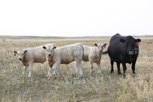 Cross Cattle on Pasture 117247