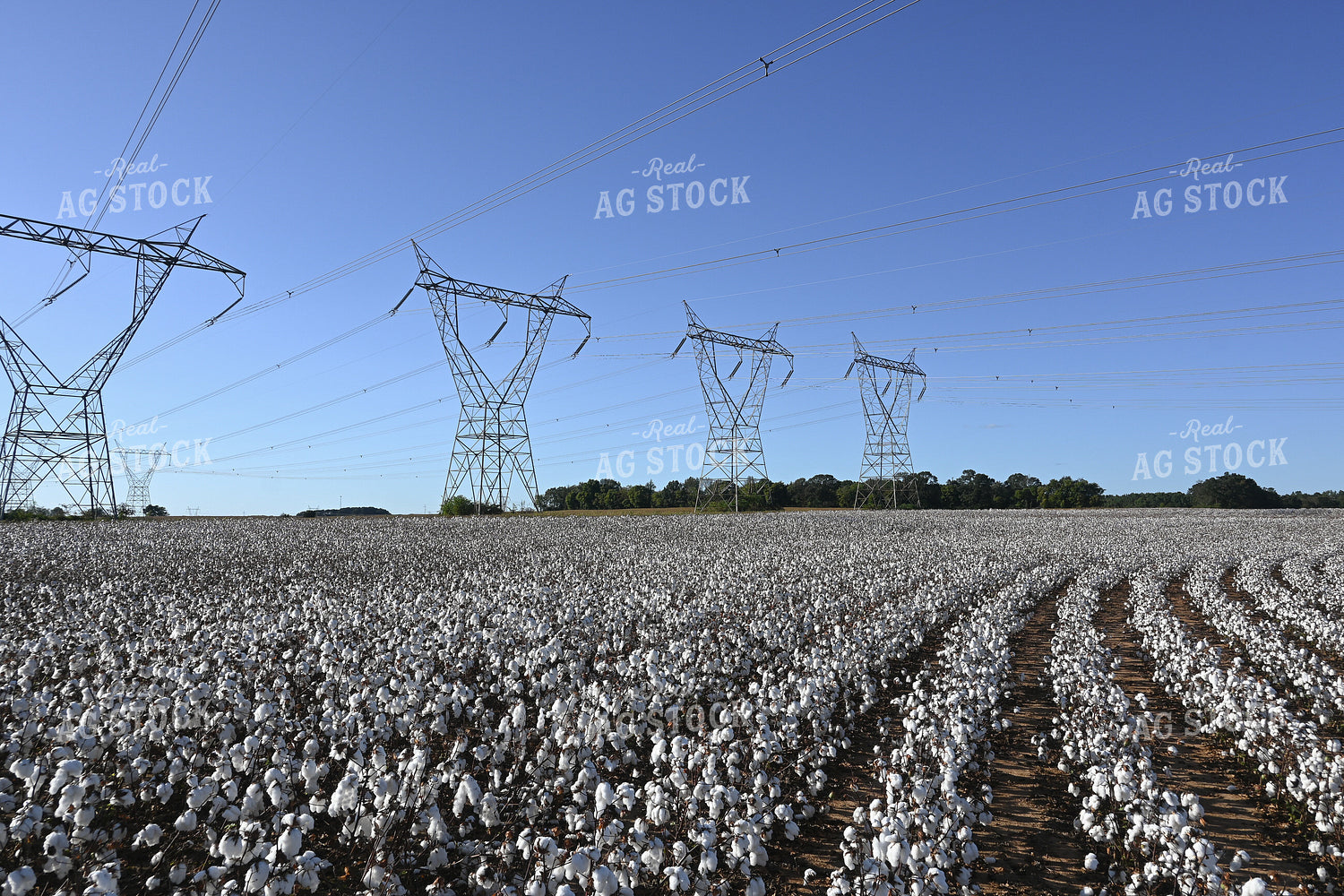 Cotton 149026