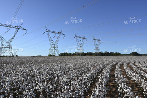 Cotton 149026