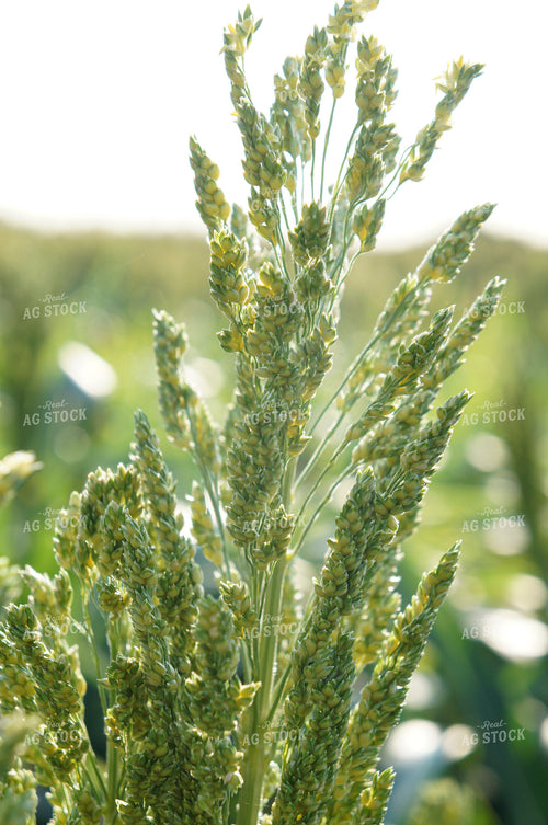 Sorghum 156006