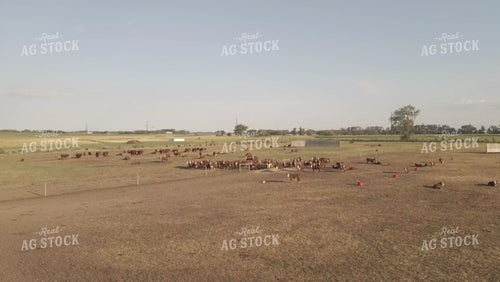 Pen of Hereford Bulls Drone 6544