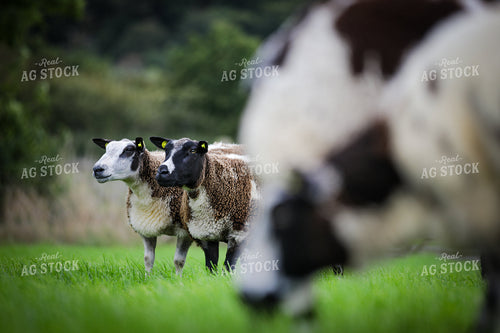 Sheep in Pasture 121016