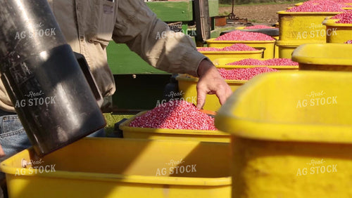 Filling Planter with Soybeans 2972