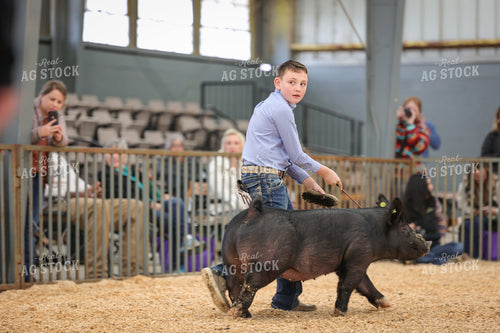 Showing Pigs 52309