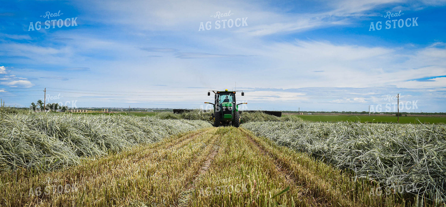 Raking Wheat Hay 56123