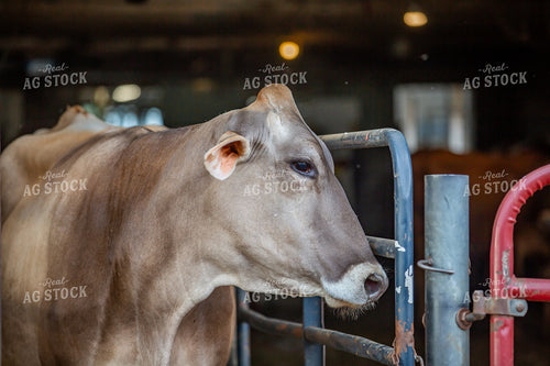Brown Swiss Dairy Cow 270570