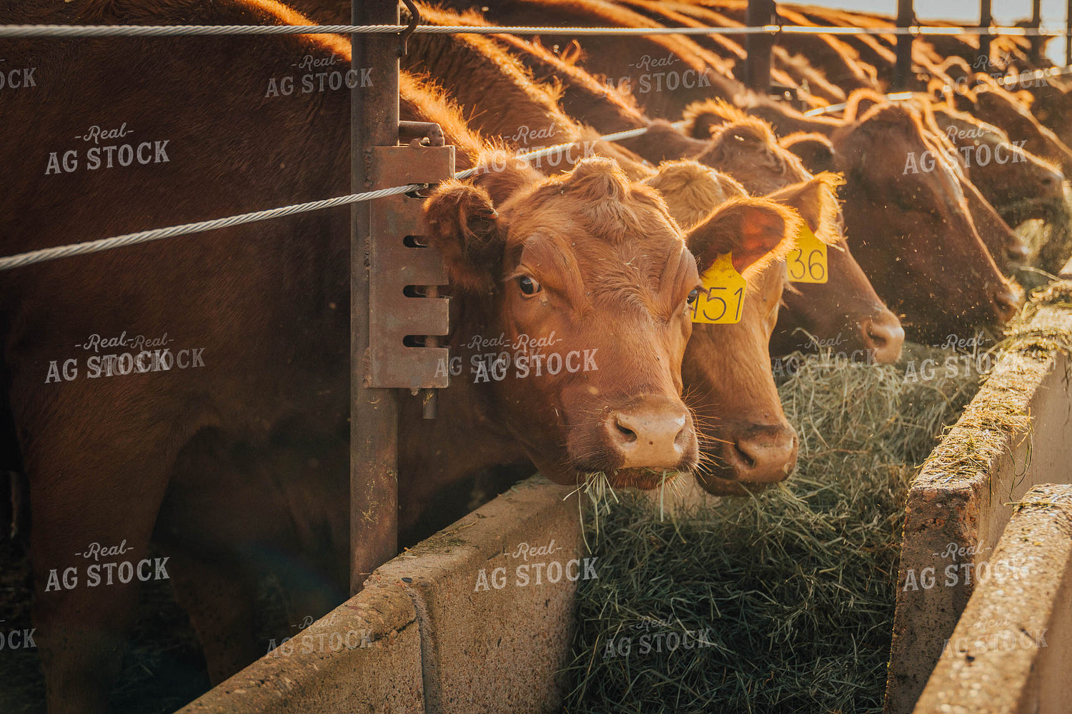 Angus Cattle Eating Out of Trough 97055