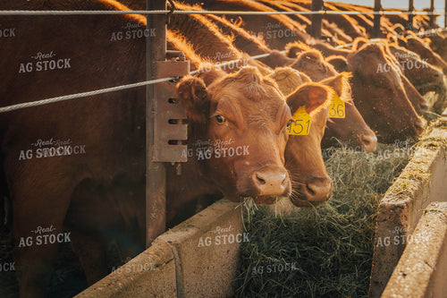 Angus Cattle Eating Out of Trough 97055