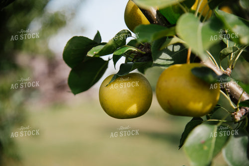Asian Pears 137075