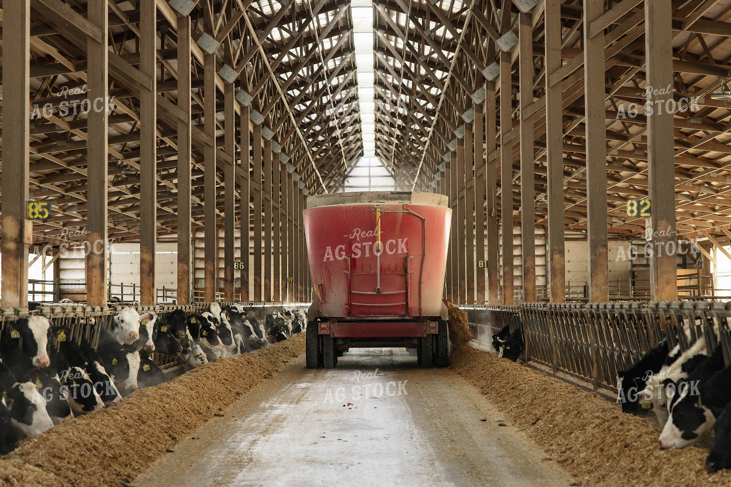 Feeding Cattle in Freestall Barn 152688