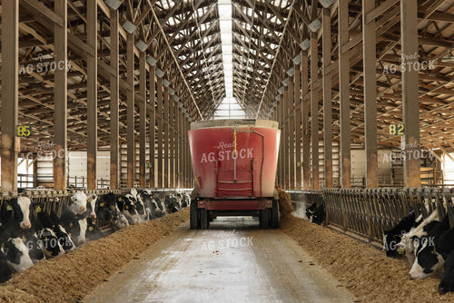 Feeding Cattle in Freestall Barn 152688