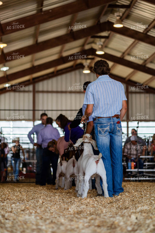 Goat Show at Agricultural Event 97185