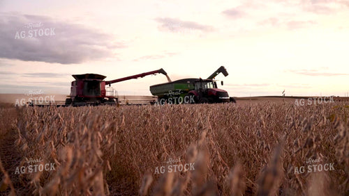 Close up of Combine Harvesting Soybeans - 520
