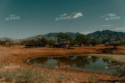 Cattle in Desert 58310
