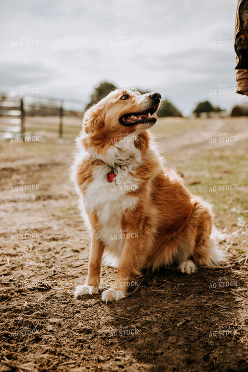 Dog in Field 77268