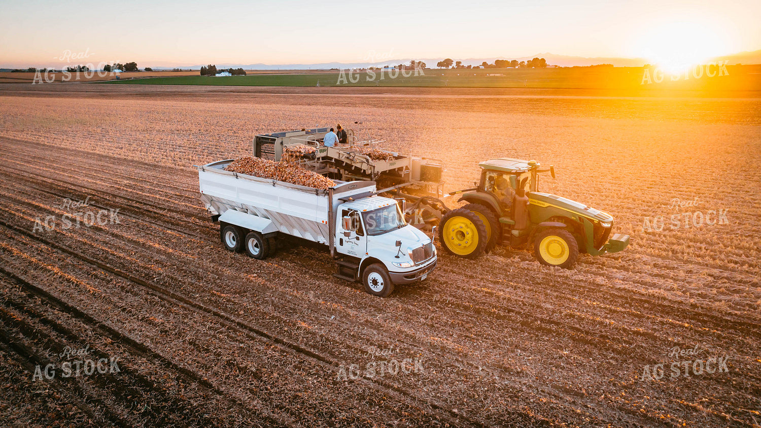 Onion Harvest 56719