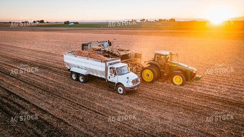 Onion Harvest 56719