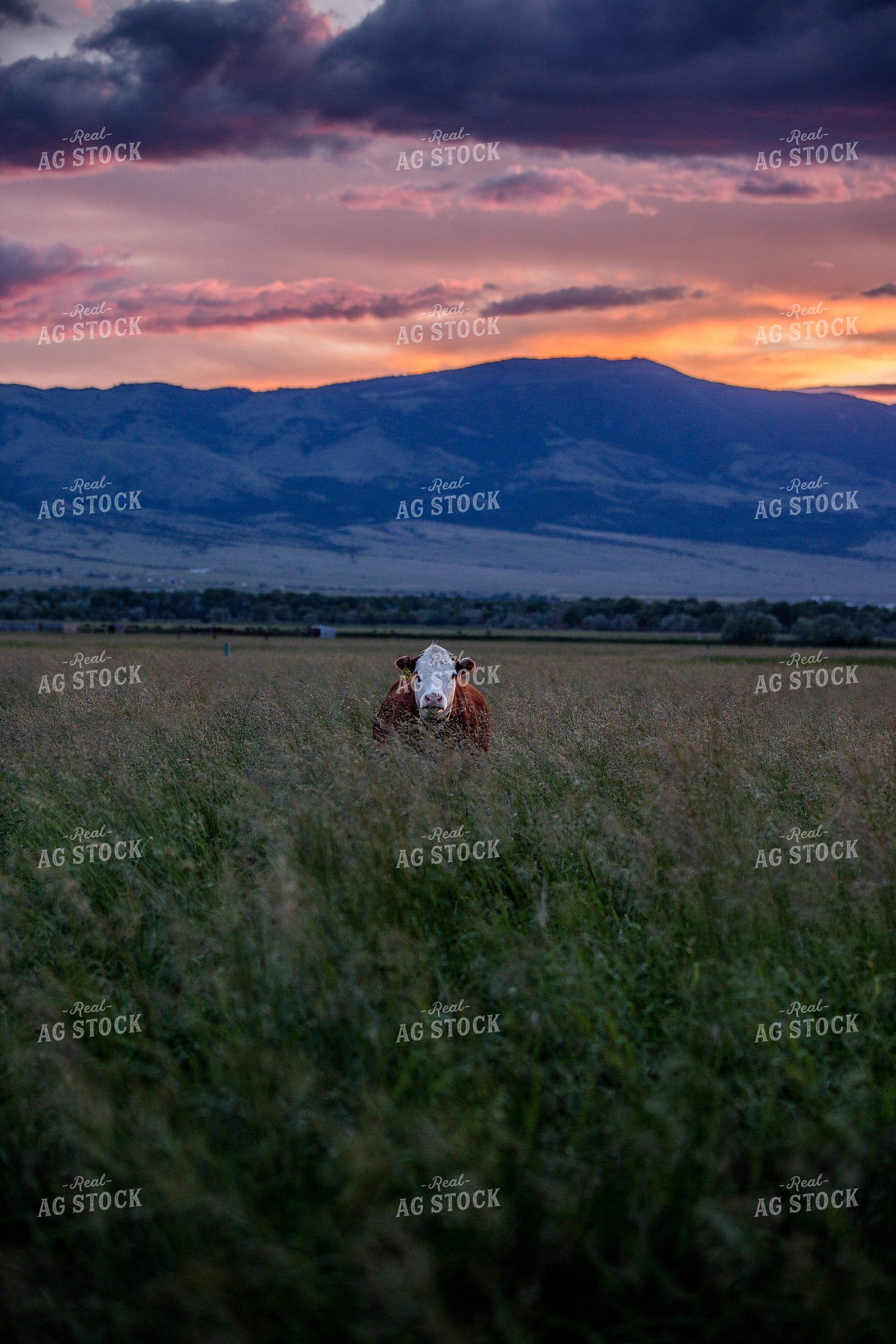 Hereford Cow in Pasture 81098