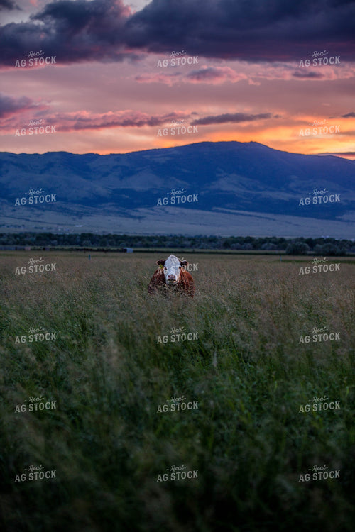 Hereford Cow in Pasture 81098