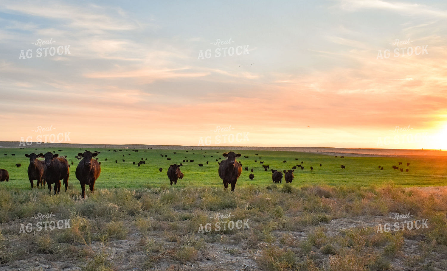 Cattle on Pasture 56087