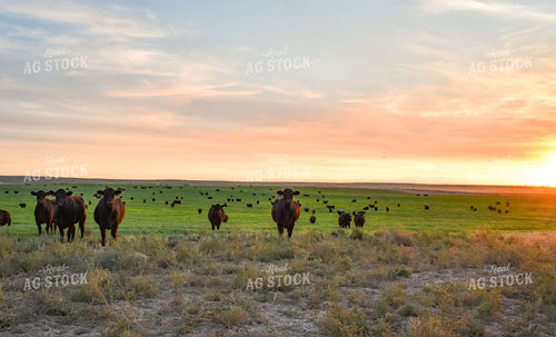 Cattle on Pasture 56087