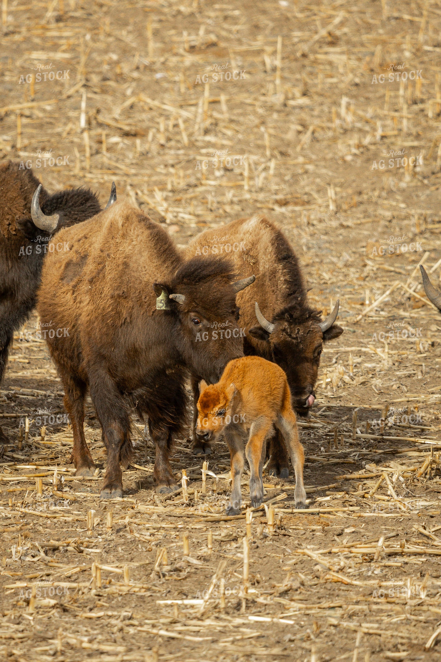 Bison – Real Ag Stock