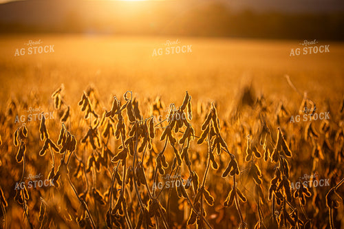 Sunset over Dried Soybean Field 270412