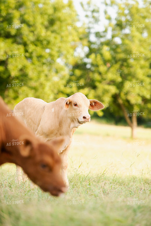 Cattle on Pasture 301048