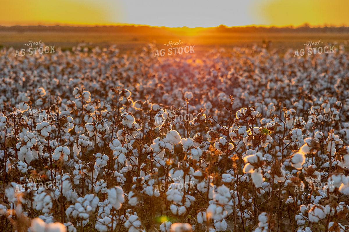 Cotton Field at Sunset 291067