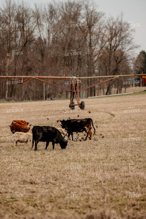 Sheep and Cattle Grazing 104044