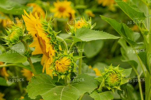 Sunflowers 291136
