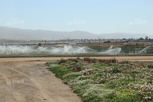 Artichoke Field 102112