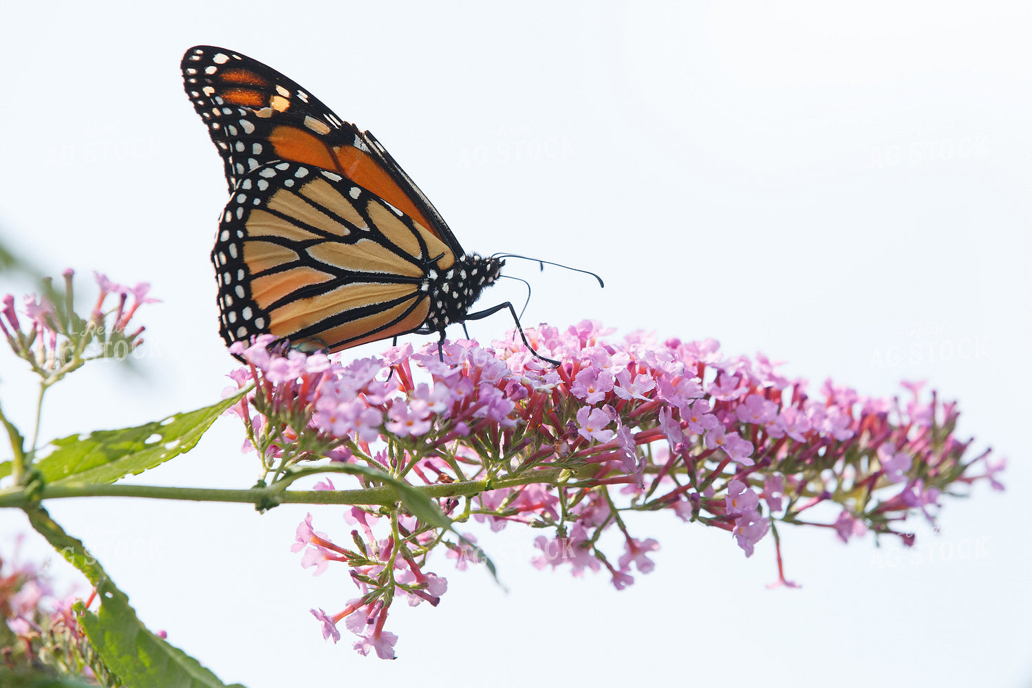 Monarch Butterfly 145089