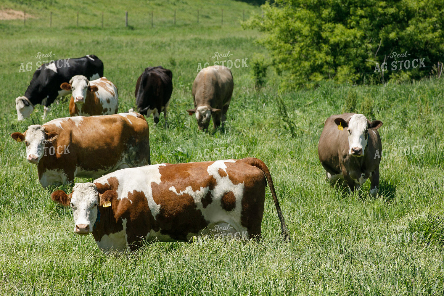 Crossbred Cattle 145102
