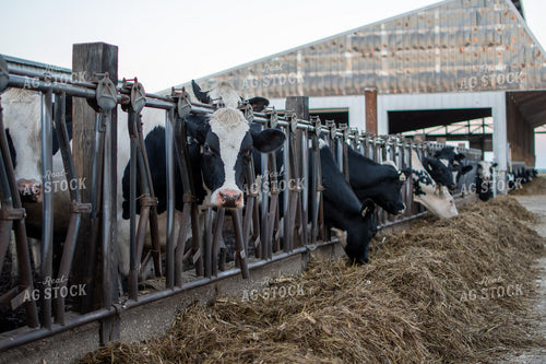 Holstein Cattle 50326